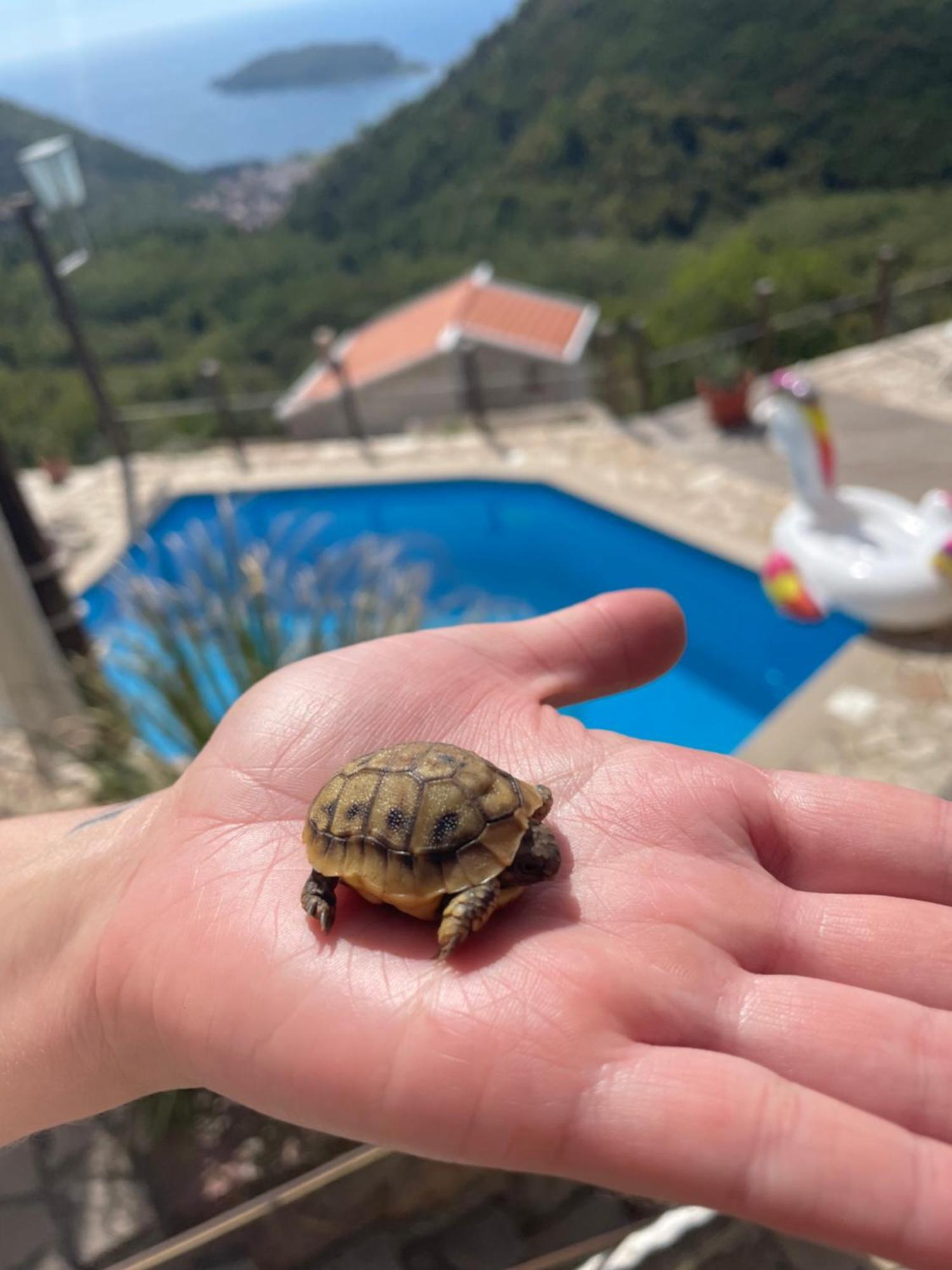 Bonaca Budva